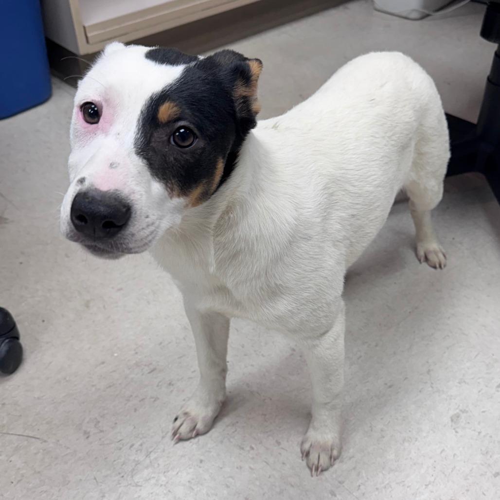 Golly, Adoptable, Puppy Female Cattle Dog.