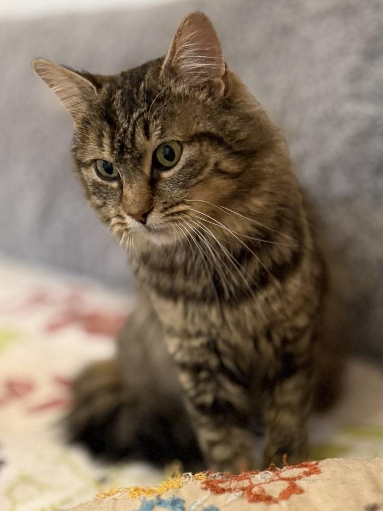 Schitt's Creek: Ronnie Lee, Adoptable, Young Female Tabby & Domestic Medium Hair.