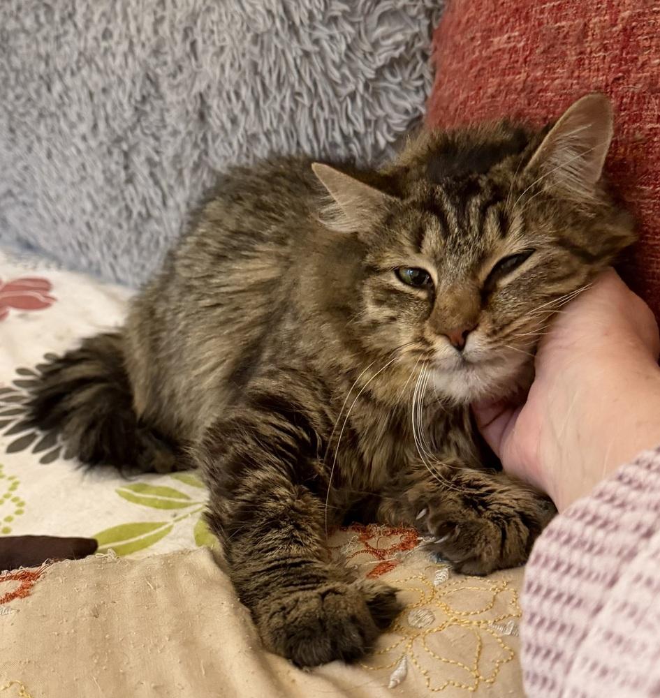 Enlarge Schitt's Creek:  Ronnie Lee, a Adoptable mixed breed in Warren, CT image 2/6