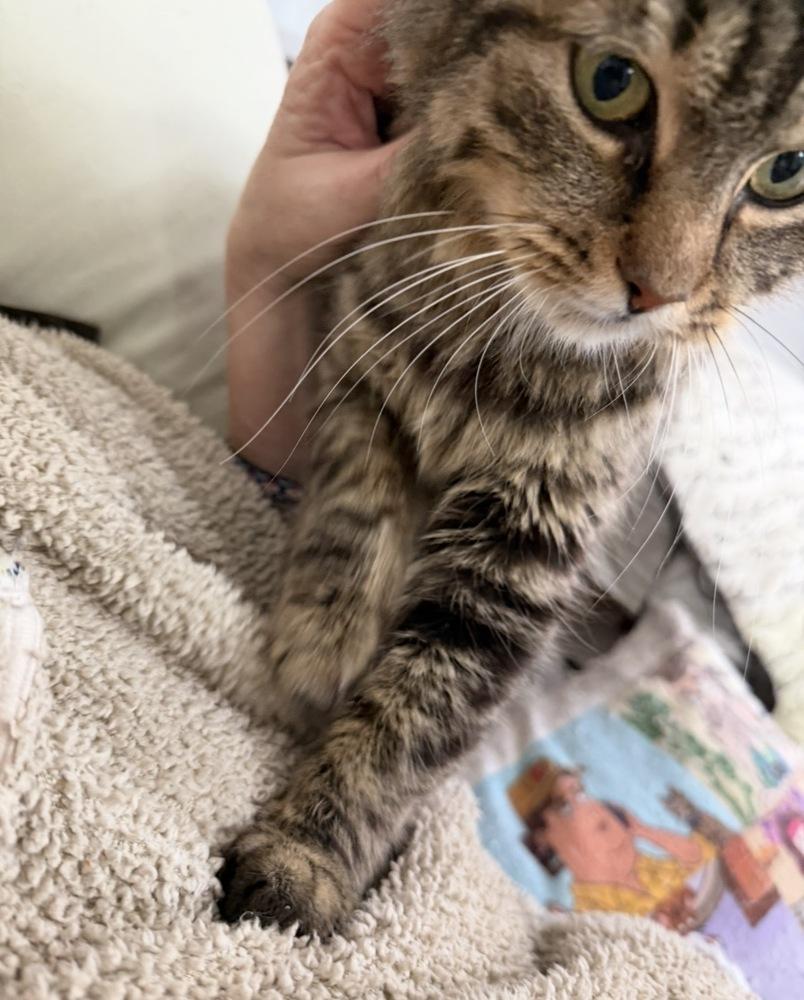 Enlarge Schitt's Creek:  Ronnie Lee, a Adoptable mixed breed in Warren, CT image 3/6