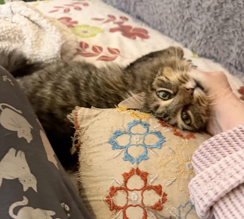 Enlarge Schitt's Creek:  Ronnie Lee, a Adoptable mixed breed in Warren, CT image 4/6