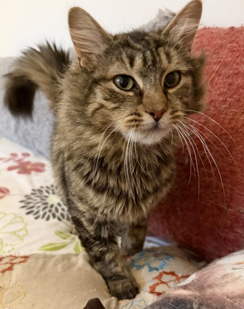 Enlarge Schitt's Creek:  Ronnie Lee, a Adoptable mixed breed in Warren, CT image 5/6