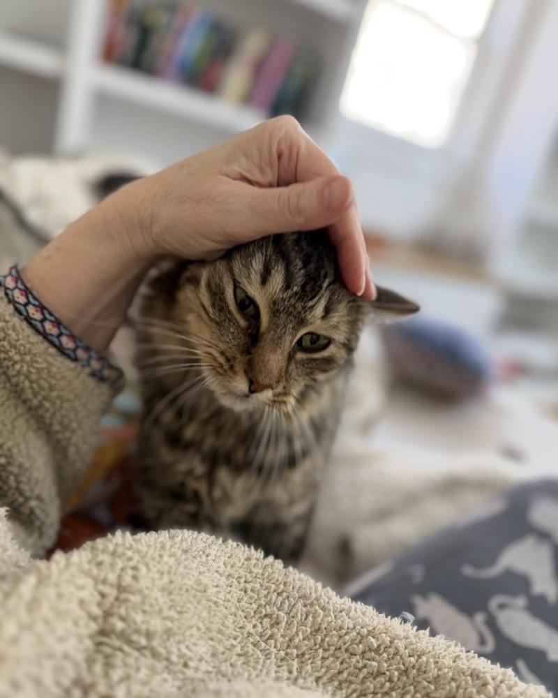 Enlarge Schitt's Creek:  Ronnie Lee, a Adoptable mixed breed in Warren, CT image 6/6