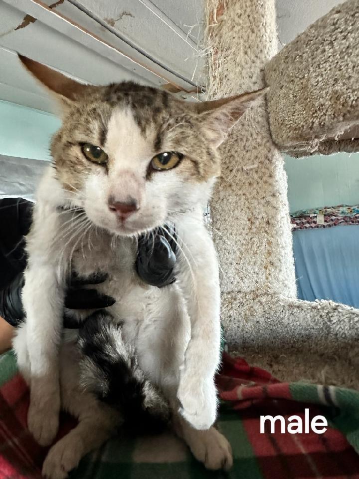 Enlarge Joe, a Adoptable Tabby in Page, AZ image 2/2