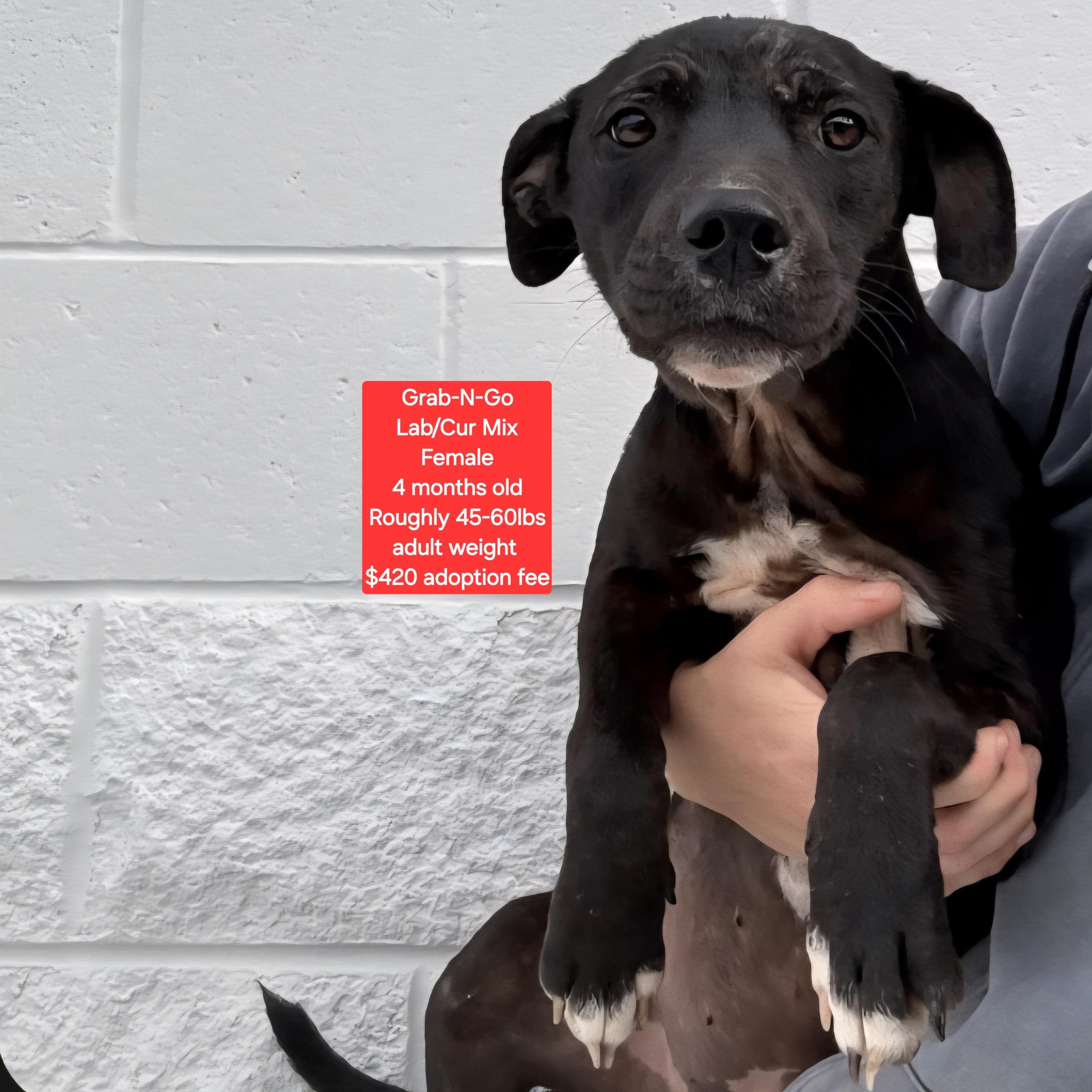 Grab-N-Go, ADOPTABLE, Puppy Male Black Labrador Retriever & Black Mouth Cur.