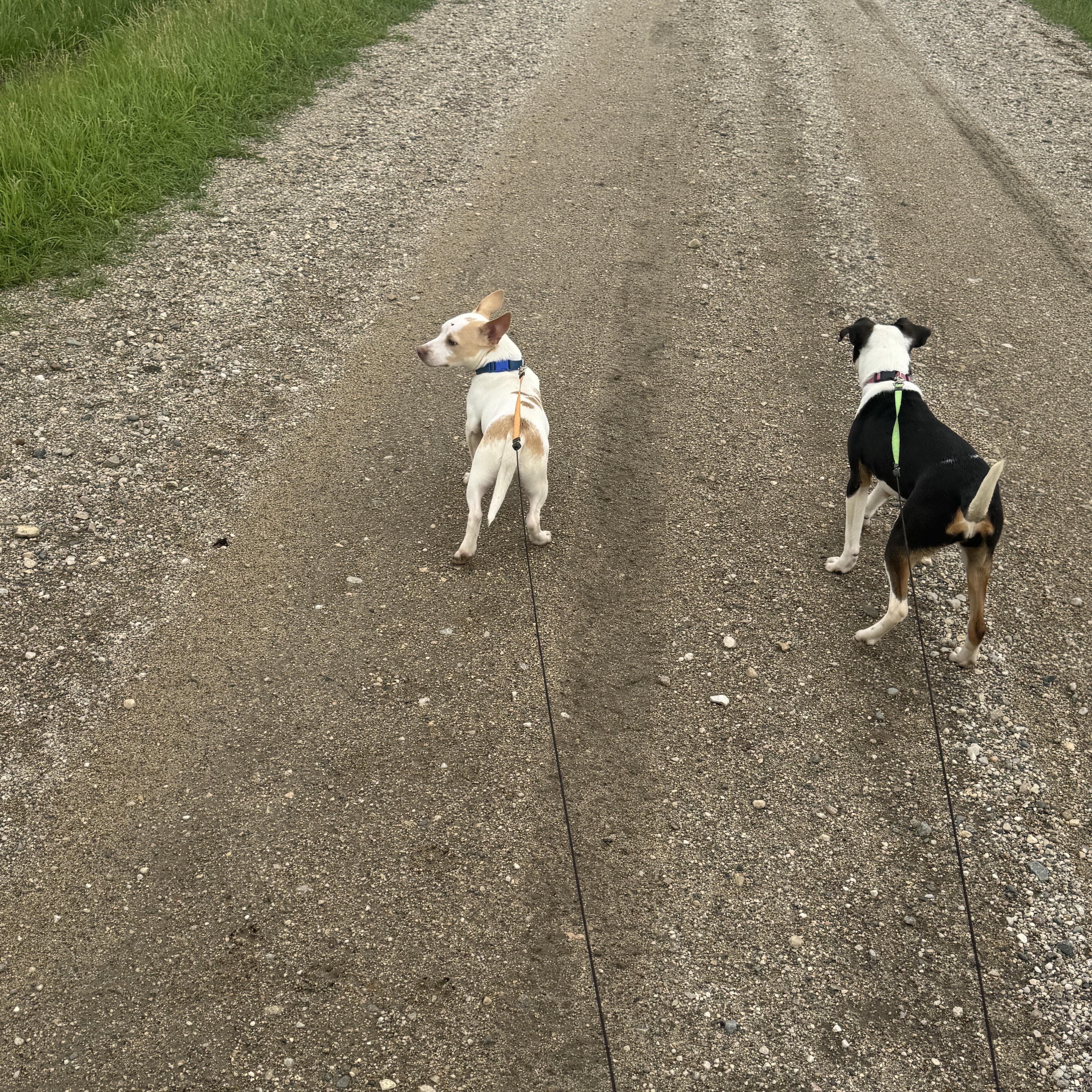 Enlarge Moo Moo, a ADOPTABLE mixed breed in Cando, ND image 2/3