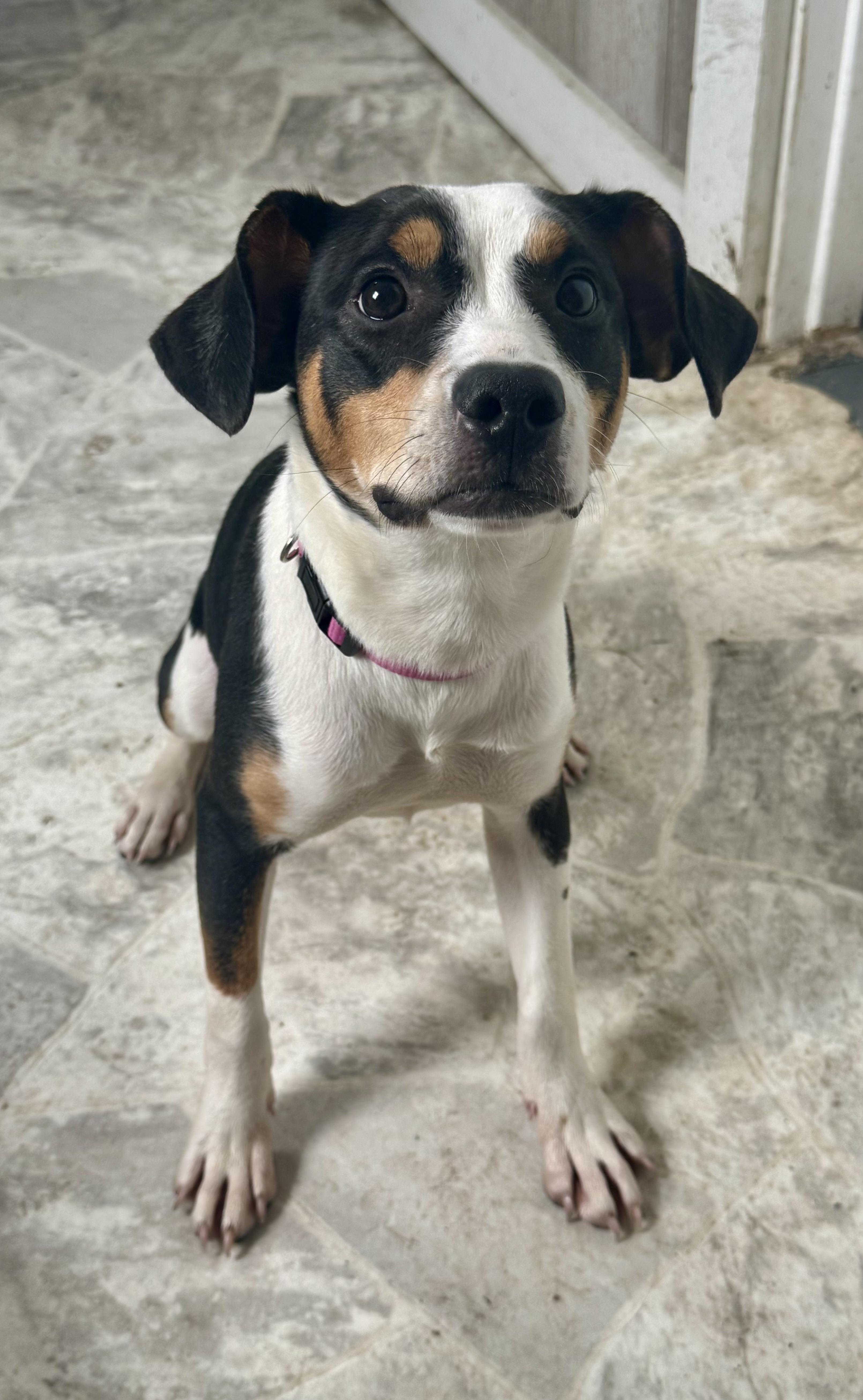 Moo Moo, ADOPTABLE, Puppy Female Chihuahua.
