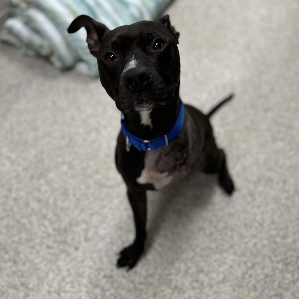 Enlarge Saint, a Adoptable Mixed Breed in Mentor, OH image 1/5