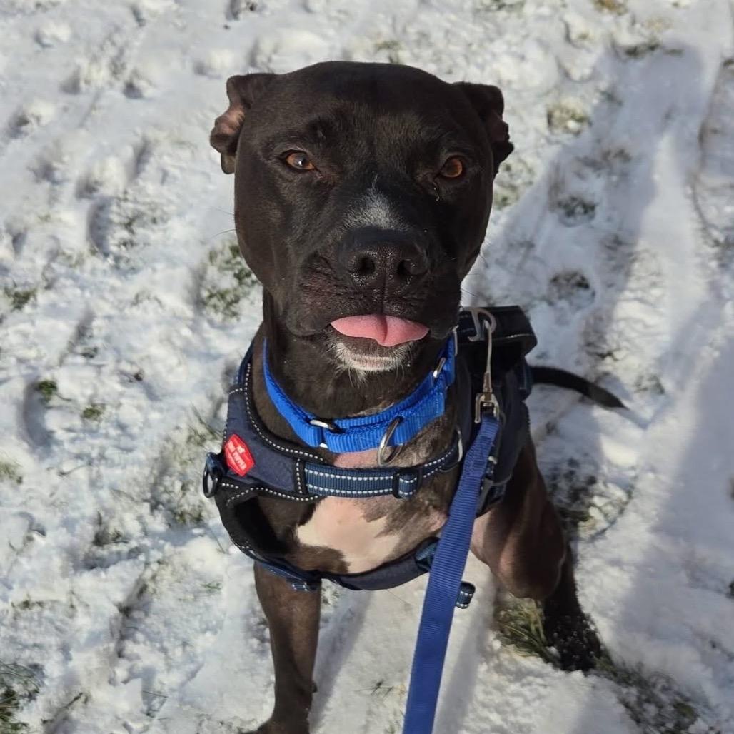 Enlarge Saint, a Adoptable Mixed Breed in Mentor, OH image 4/5