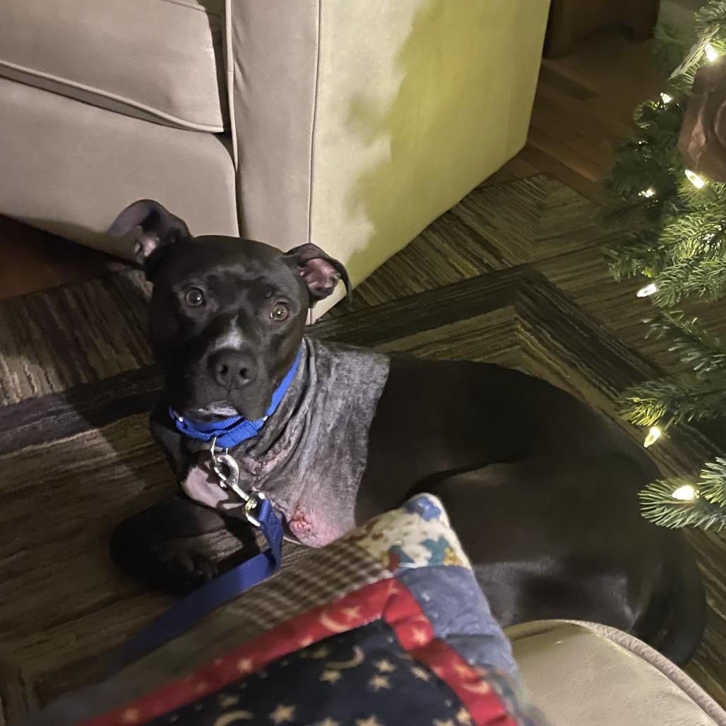 Enlarge Saint, a Adoptable Mixed Breed in Mentor, OH image 5/5