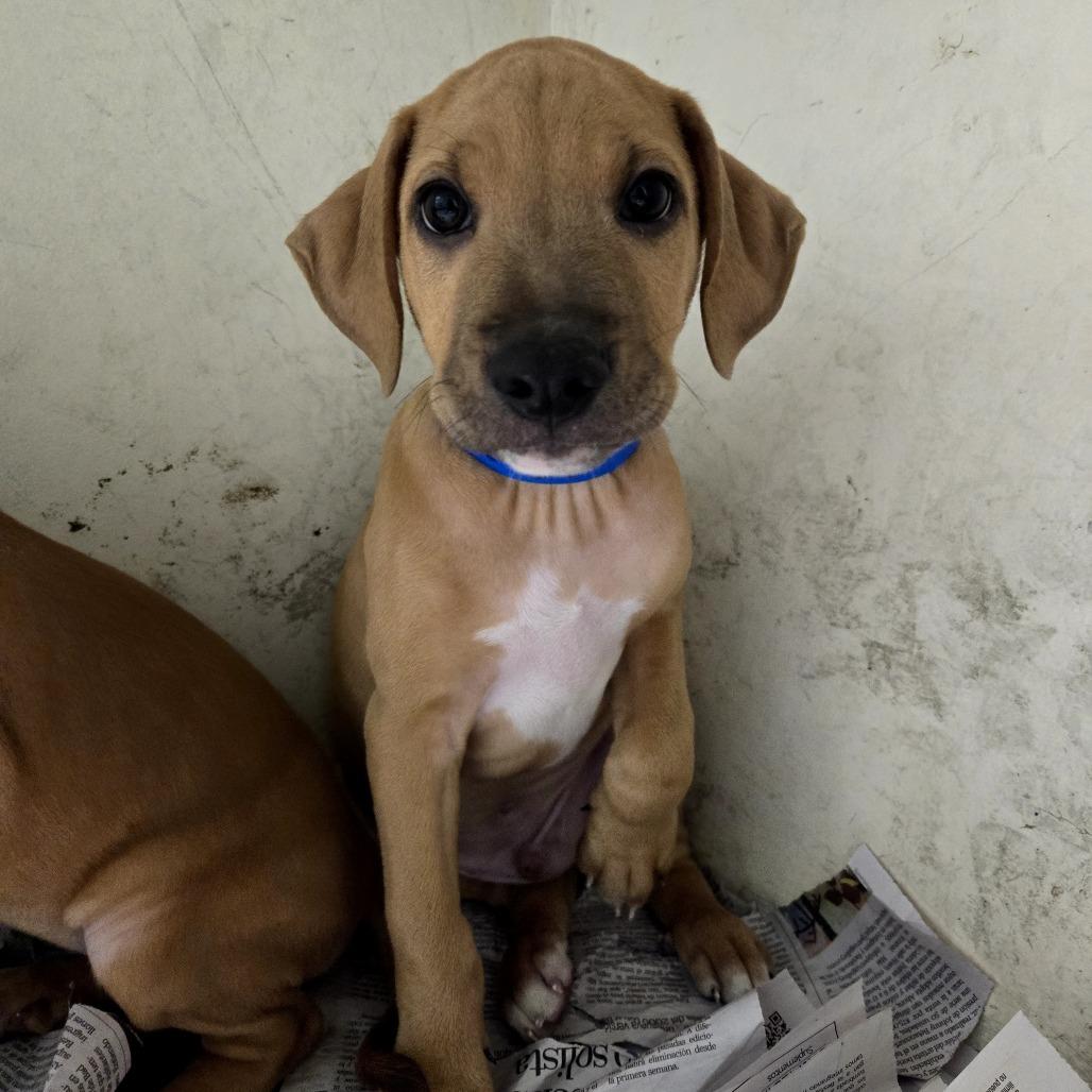 Enlarge David Jr, a Adoptable Mixed Breed in Guaynabo, PR image 1/3
