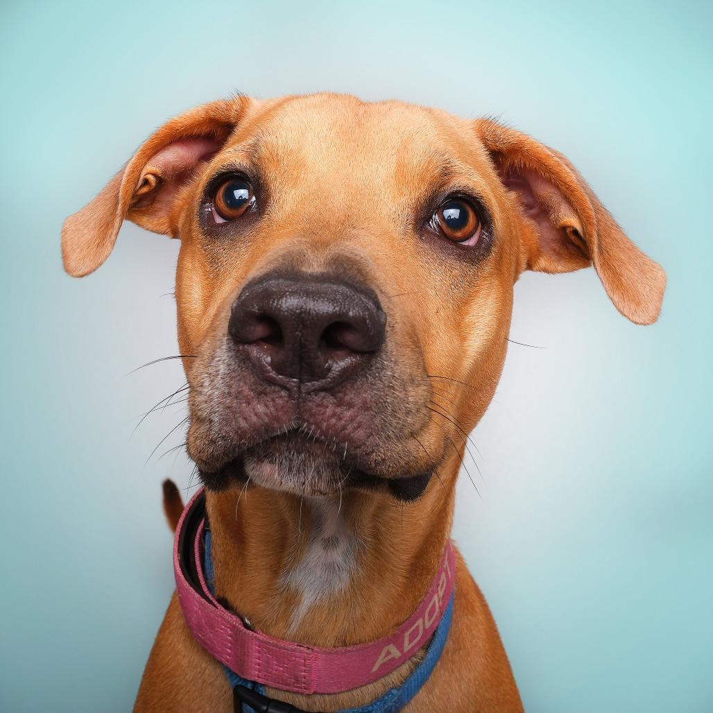 Enlarge David Jr, a Adoptable Mixed Breed in Guaynabo, PR image 2/3