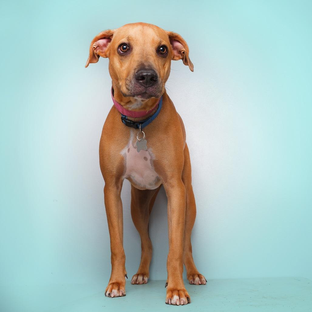 Enlarge David Jr, a Adoptable Mixed Breed in Guaynabo, PR image 3/3