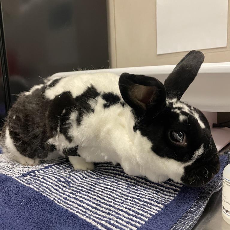Oreo, Adoptable, Adult Male American.