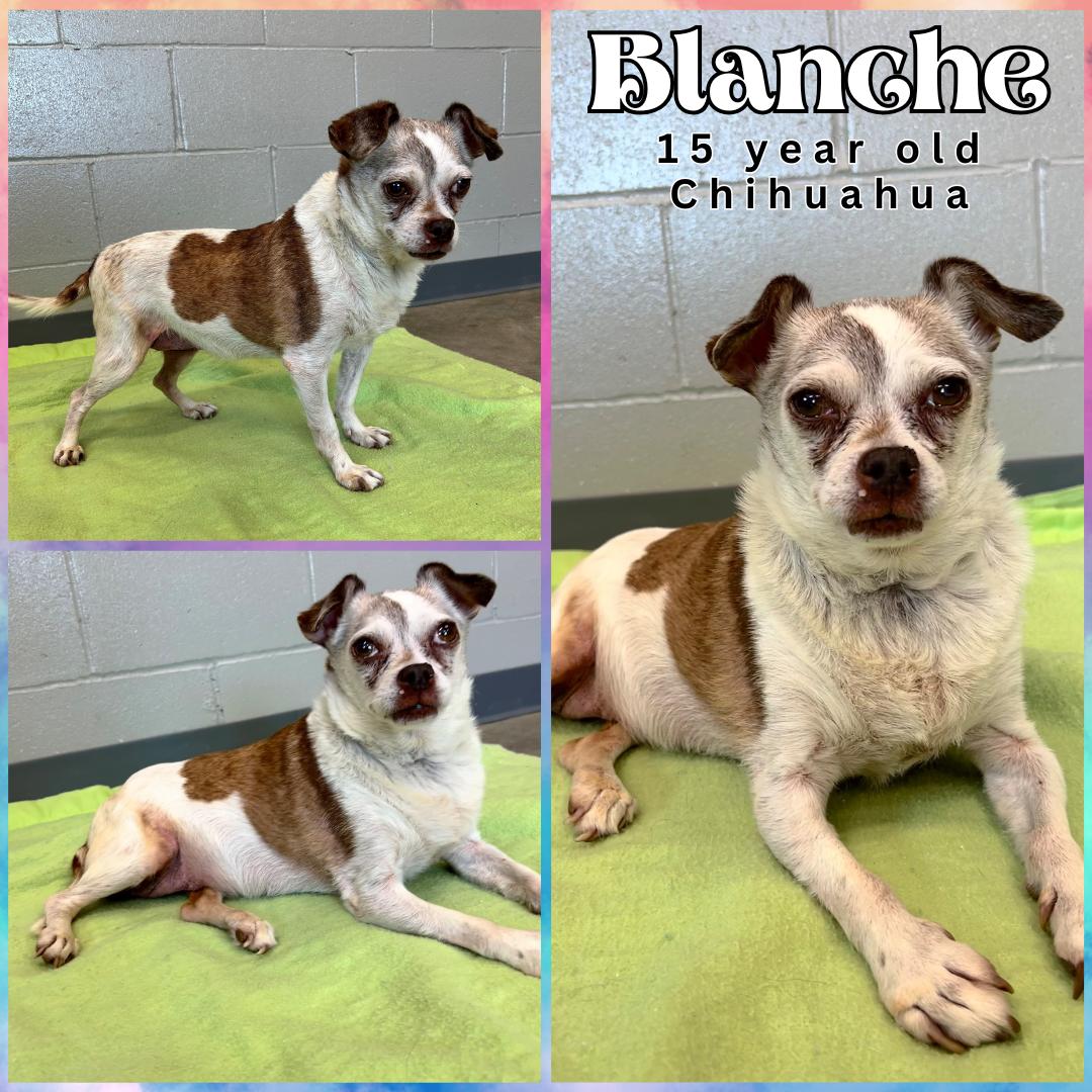Blanche