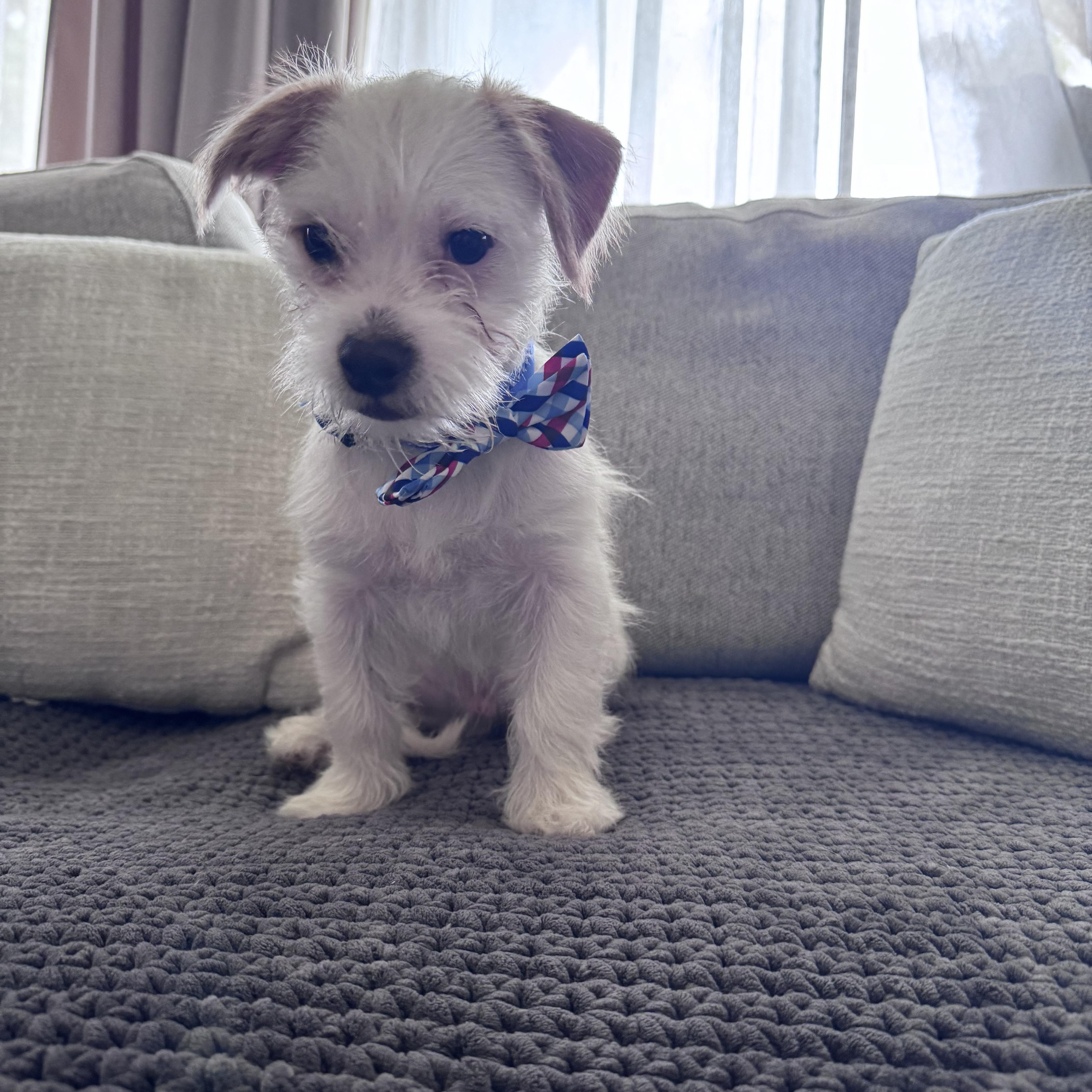 Tucker - available for adoption, an adoptable Jack Russell Terrier, Maltipoo in Tustin, CA, 92780 | Photo Image 1