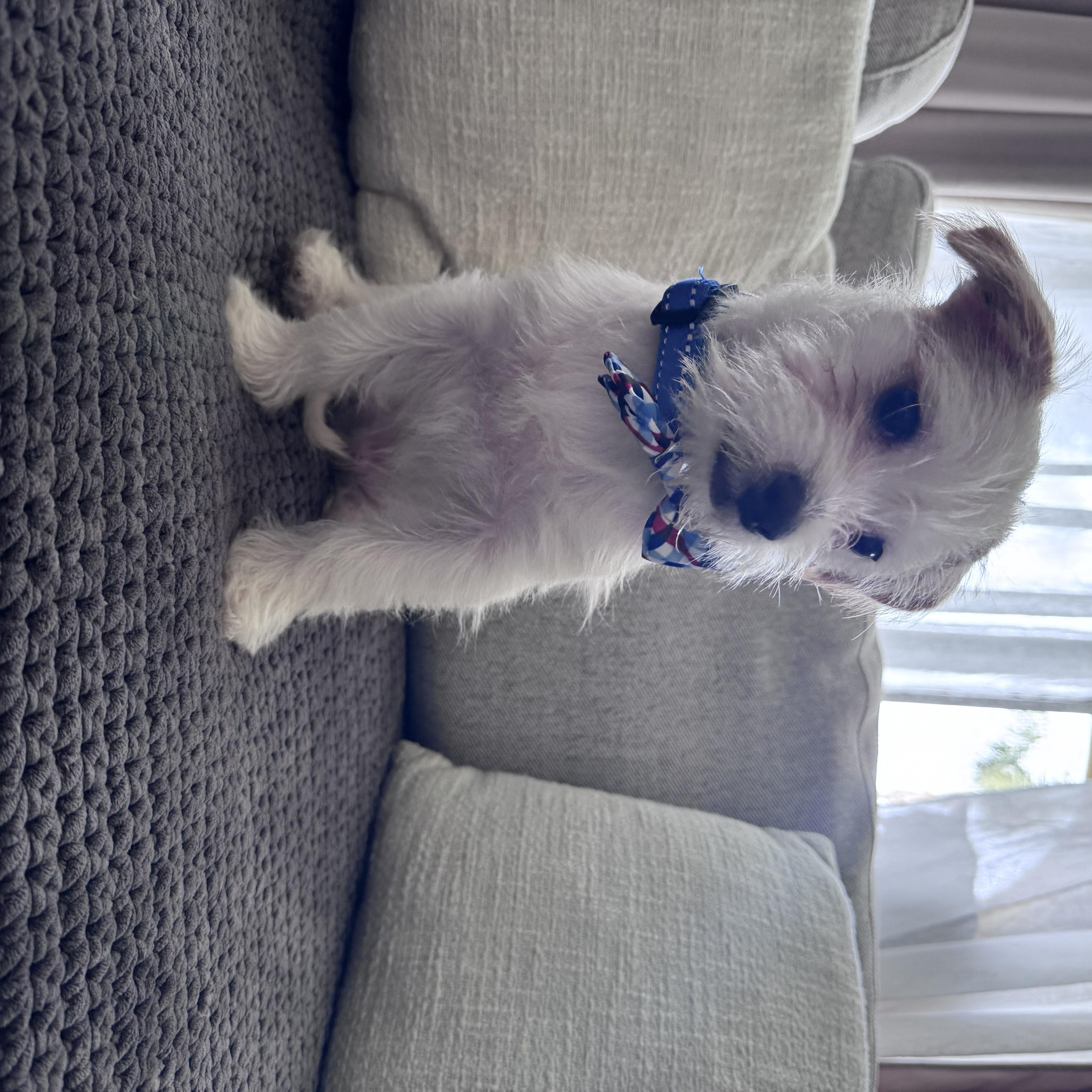 Tucker - available for adoption, an adoptable Jack Russell Terrier, Maltipoo in Tustin, CA, 92780 | Photo Image 3