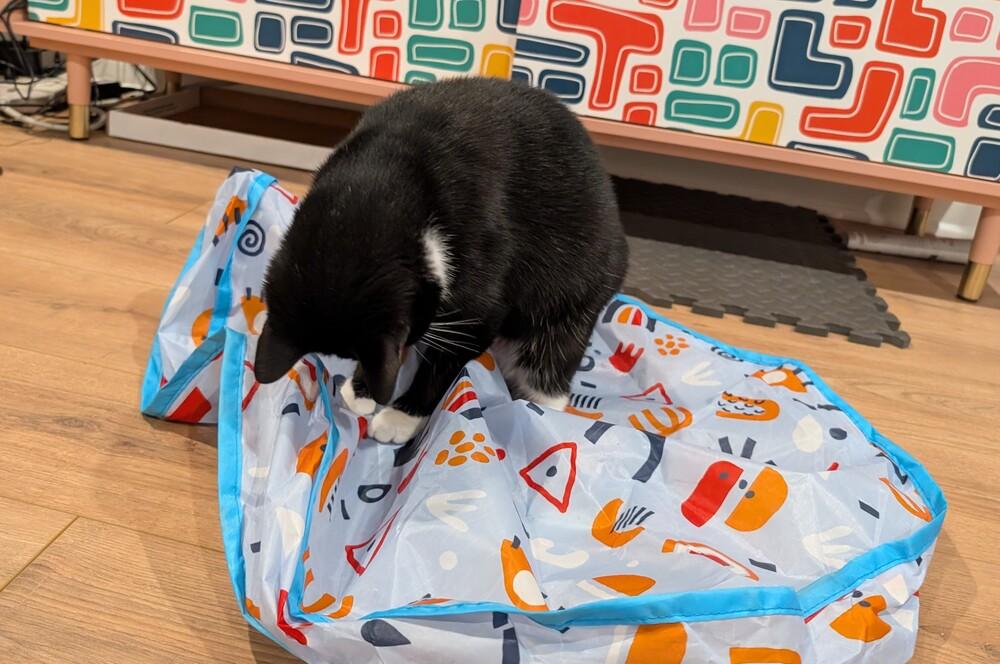 Enlarge Momma Persephone, a Adoptable Domestic Short Hair in catonsville , MD image 1/6