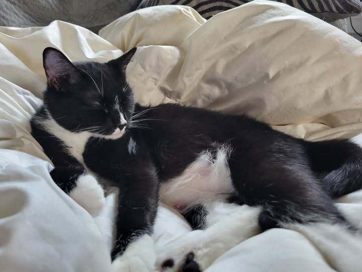 Momma Persephone, Adoptable, Adult Female Domestic Short Hair.