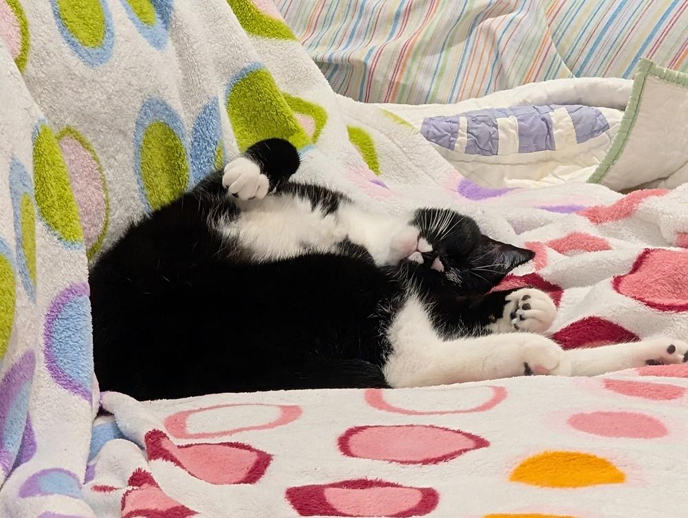 Enlarge Momma Persephone, a Adoptable Domestic Short Hair in catonsville , MD image 3/6