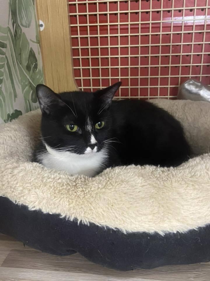 Enlarge Momma Persephone, a Adoptable Domestic Short Hair in catonsville , MD image 4/4