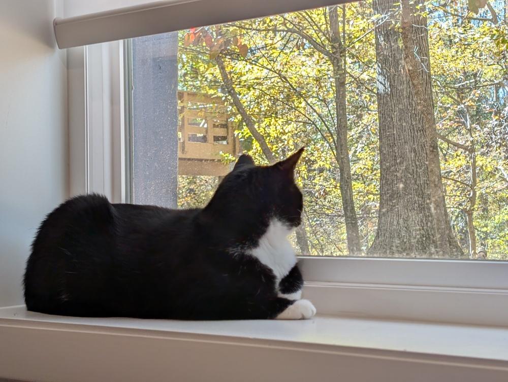 Enlarge Momma Persephone, a Adoptable Domestic Short Hair in catonsville , MD image 5/6