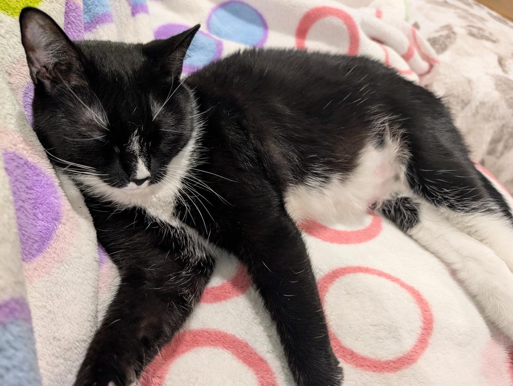 Enlarge Momma Persephone, a Adoptable Domestic Short Hair in catonsville , MD image 6/6