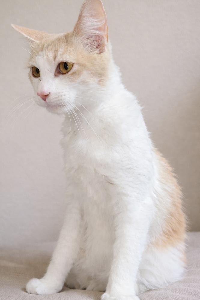 Mickey — thumbnail 2