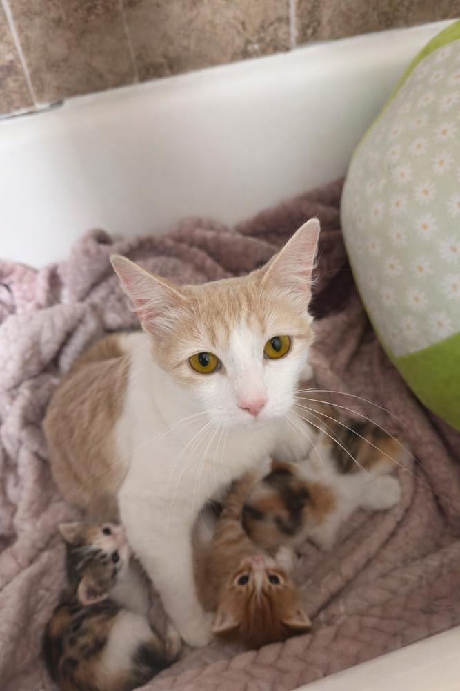 Mickey — thumbnail 3