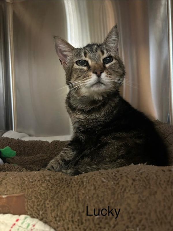 Enlarge Lucky, a Adoptable mixed breed in Knoxville, TN image 1/1