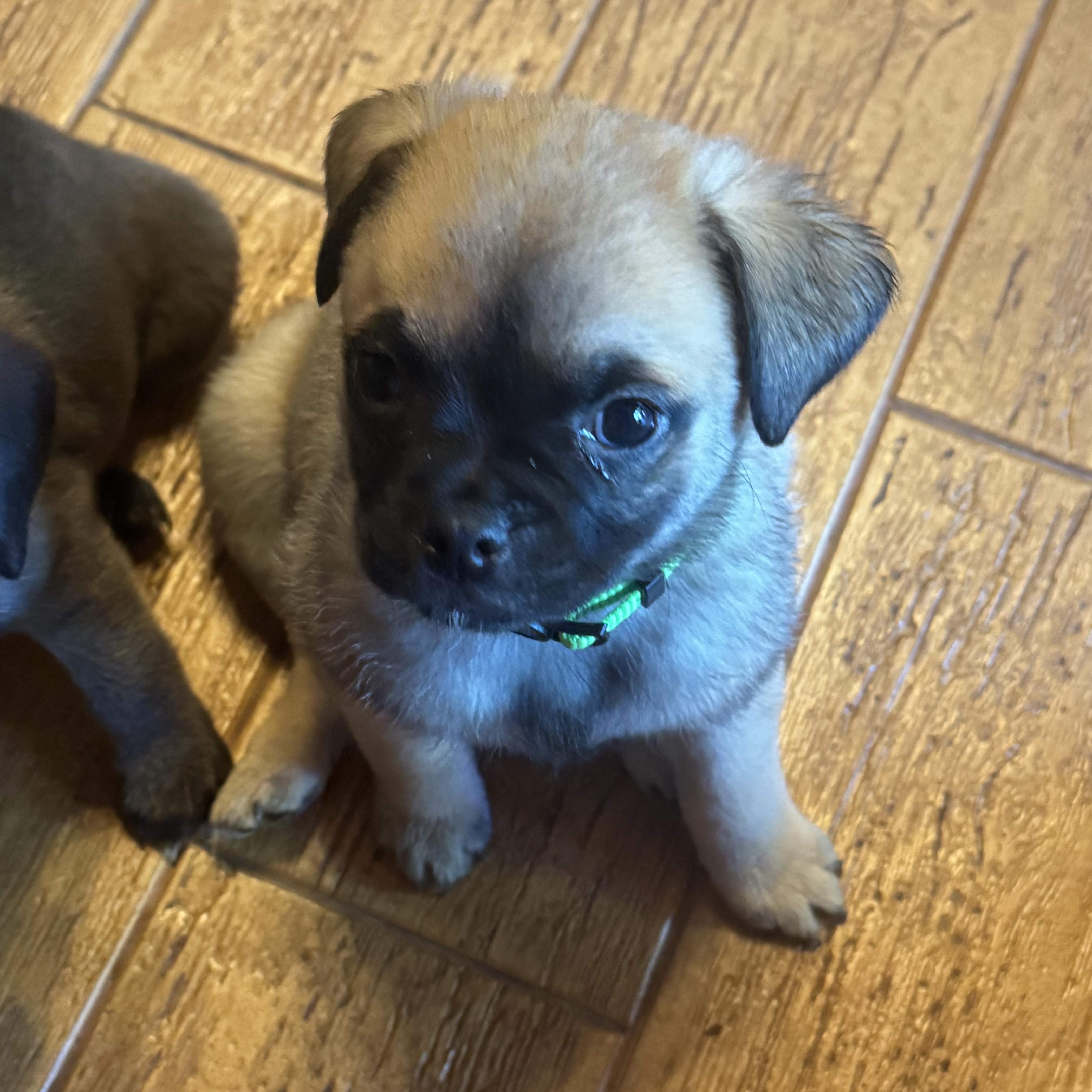 Enlarge Puggles, an adopted mixed breed in Seal Beach, CA image 2/6