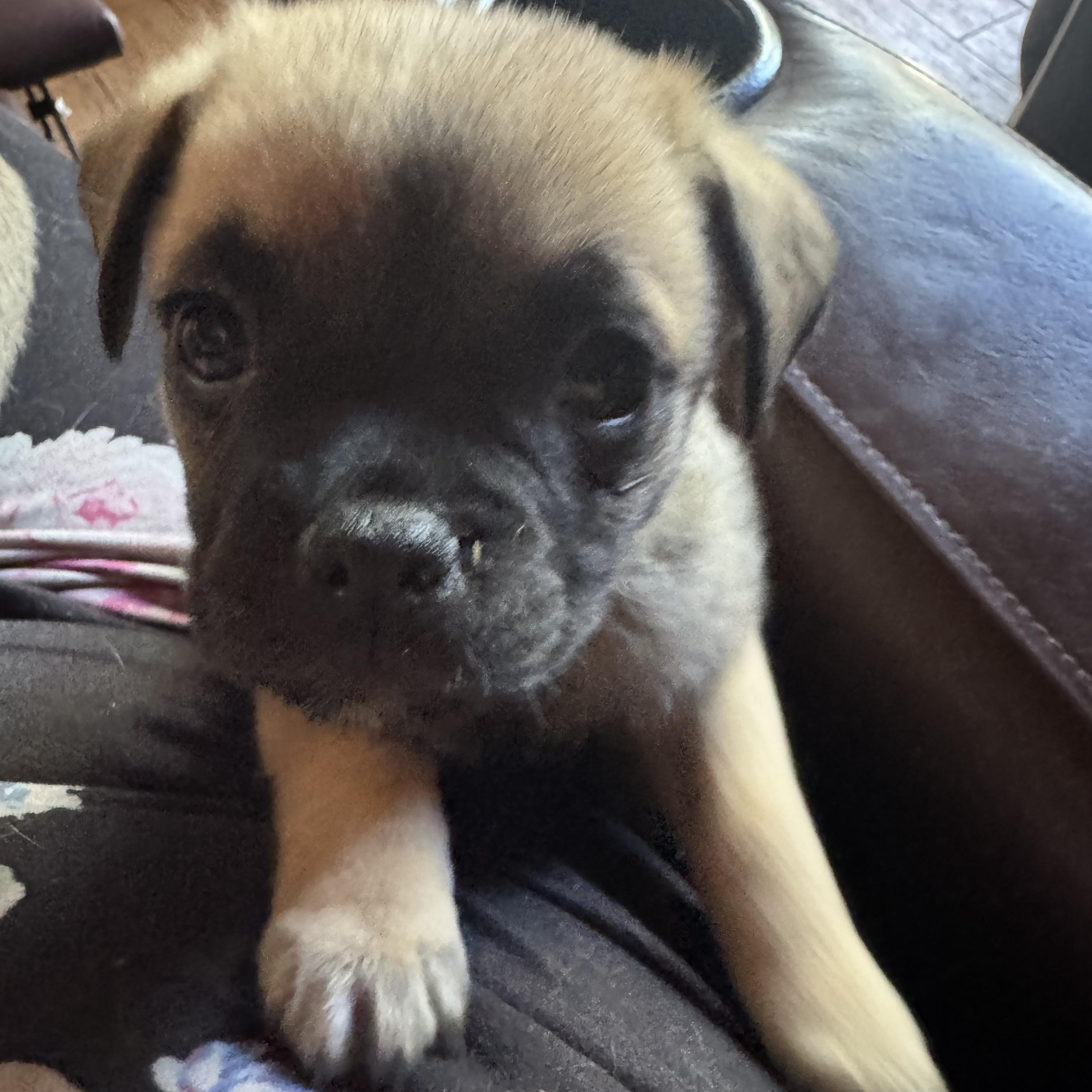 Enlarge Puggles, an adopted mixed breed in Seal Beach, CA image 4/6