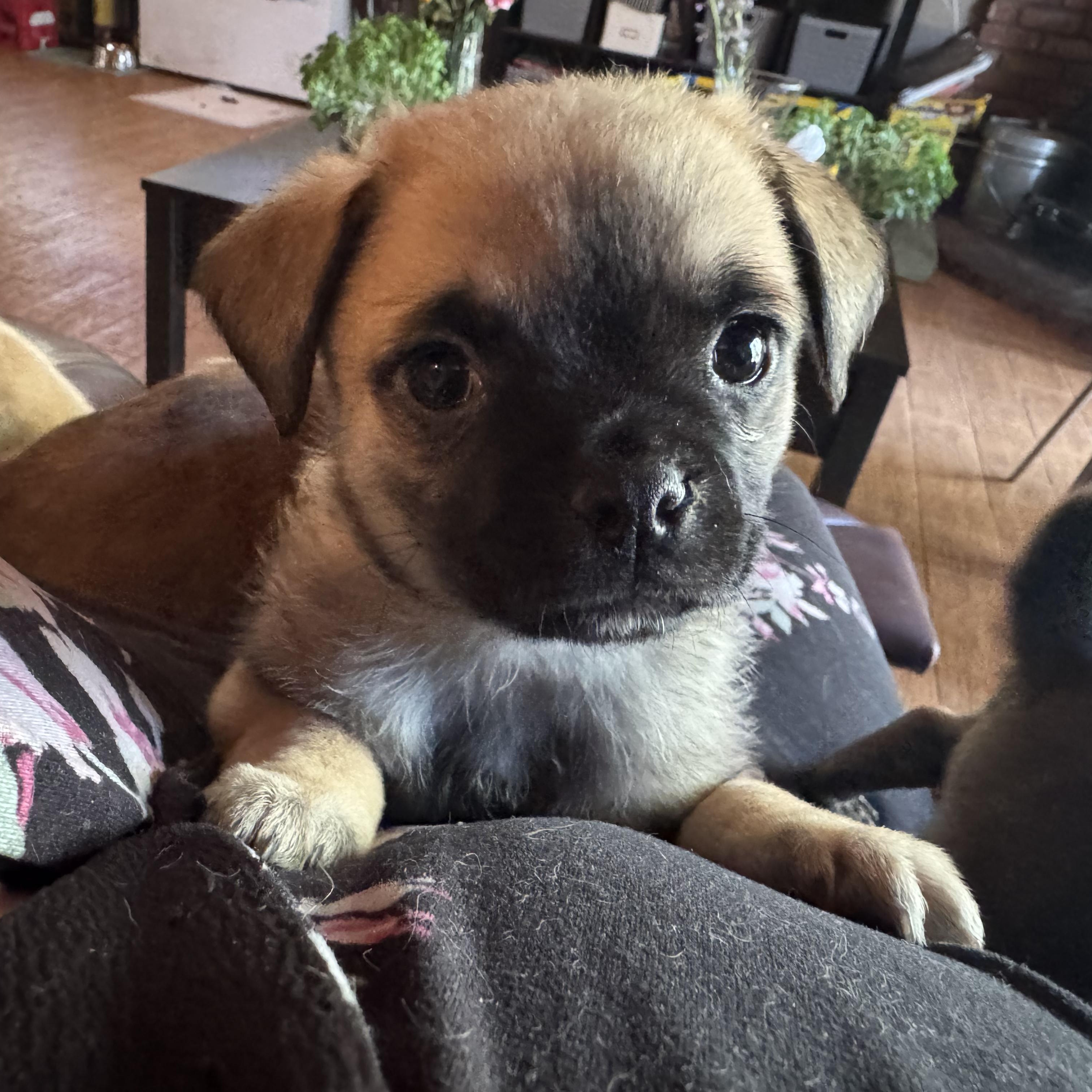 Puggles, adopted, Puppy Male Pug & Spaniel.