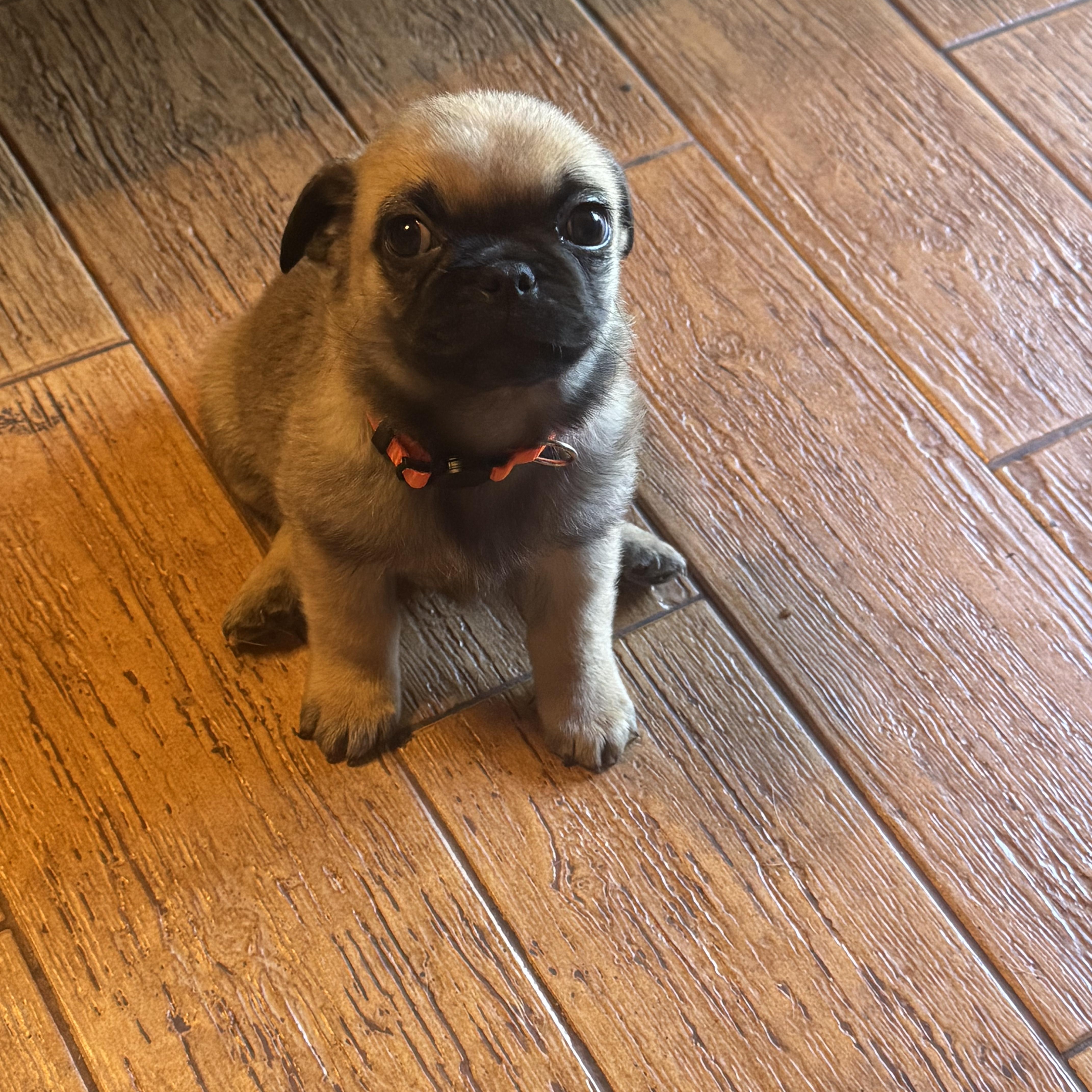 Enlarge Puggles, an adopted mixed breed in Seal Beach, CA image 5/6