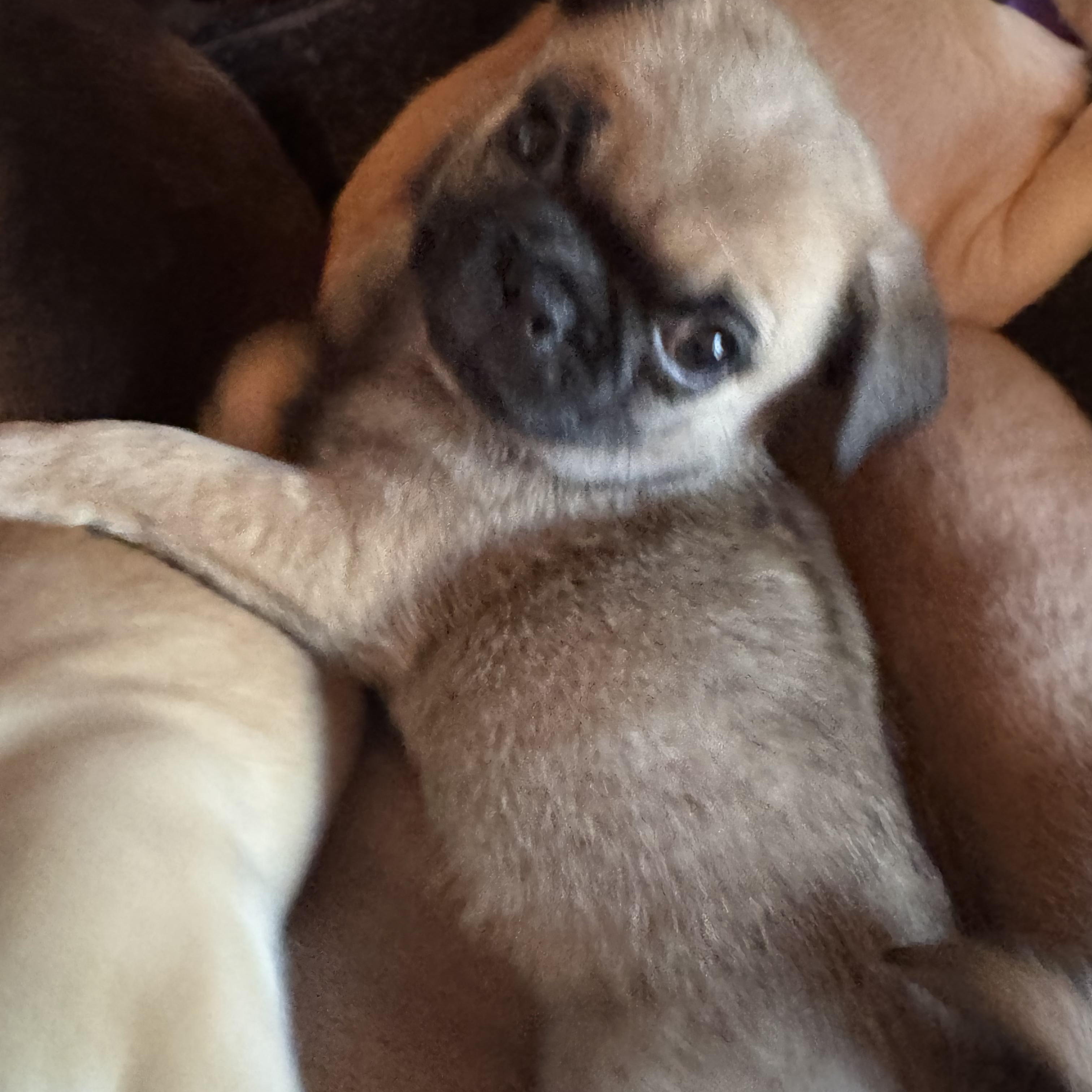 Enlarge Puggles, an adopted mixed breed in Seal Beach, CA image 6/6