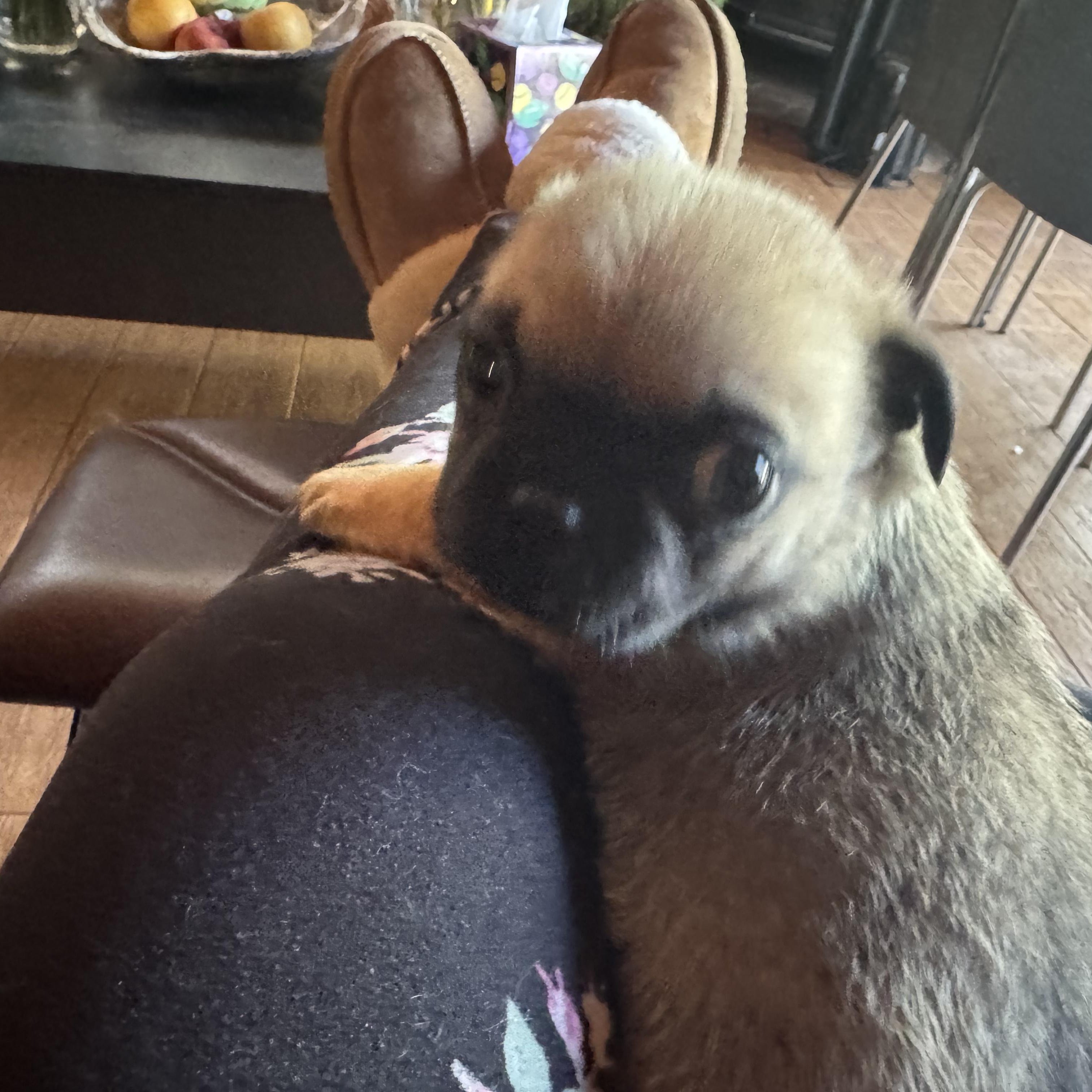 Enlarge Puggles, an adopted mixed breed in Seal Beach, CA image 3/6