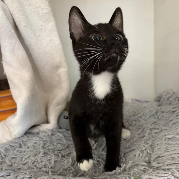 Squeak, Adoptable, Kitten Male Domestic Short Hair.