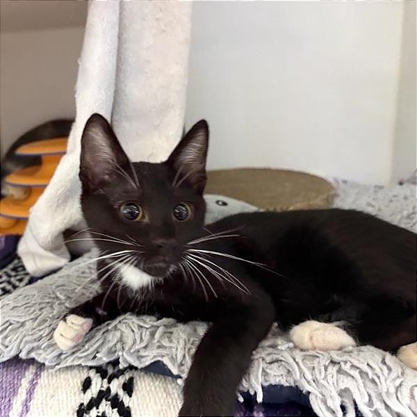 Enlarge Squeak, a Adoptable Domestic Short Hair in Phoenix, AZ image 2/2