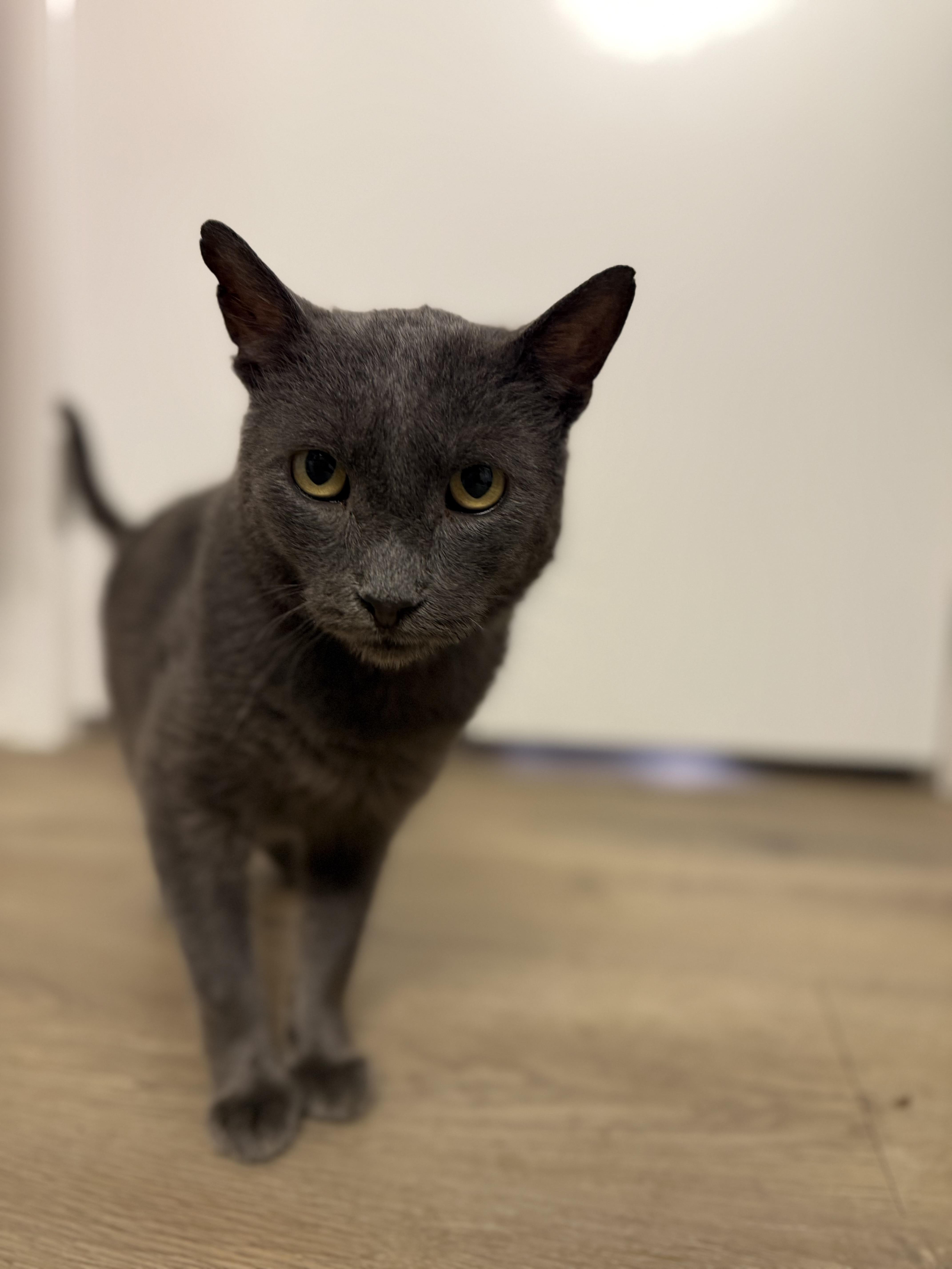 Carson “loving senior, solo cat” 1