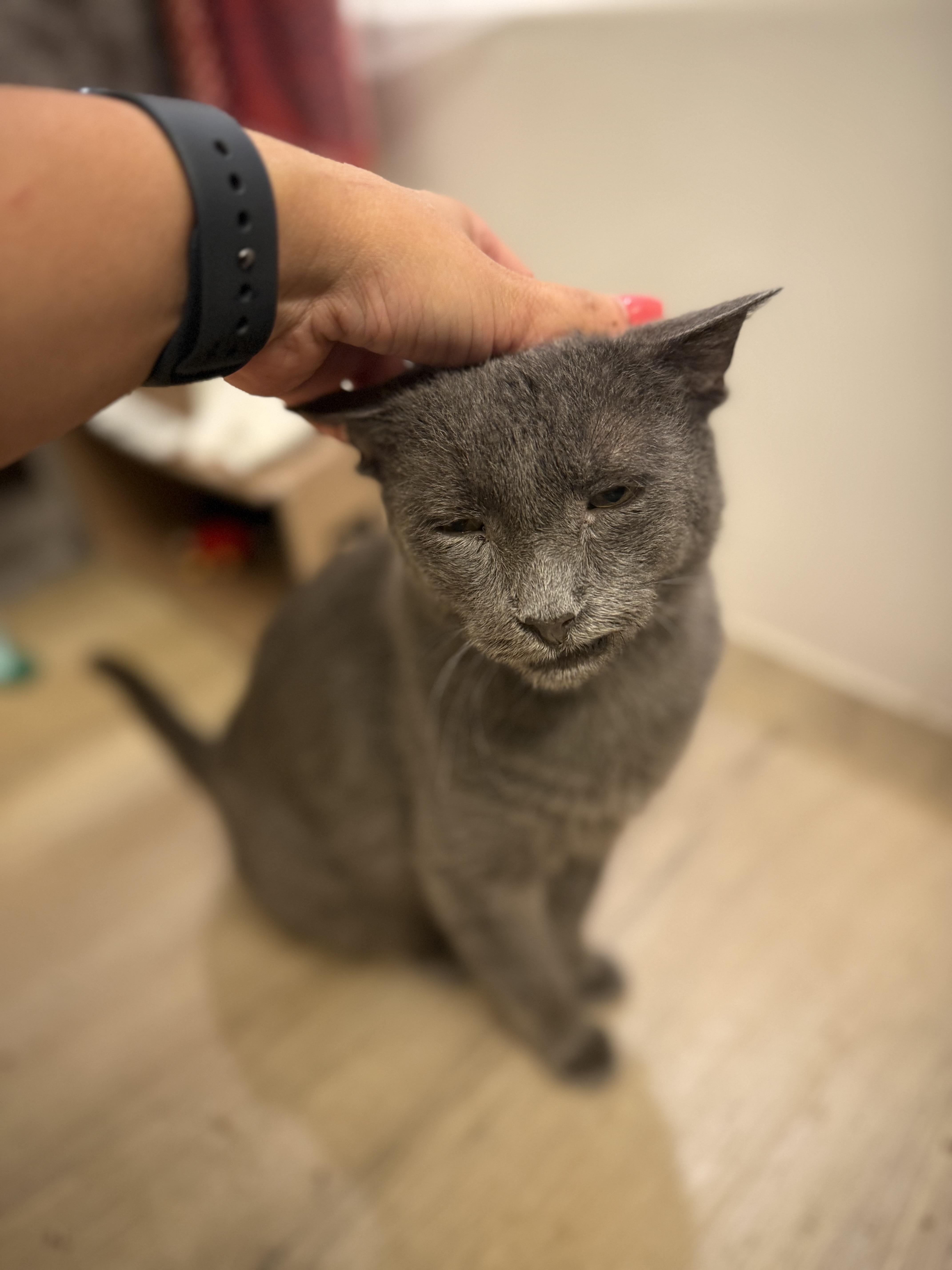 Carson “loving senior, solo cat” 3