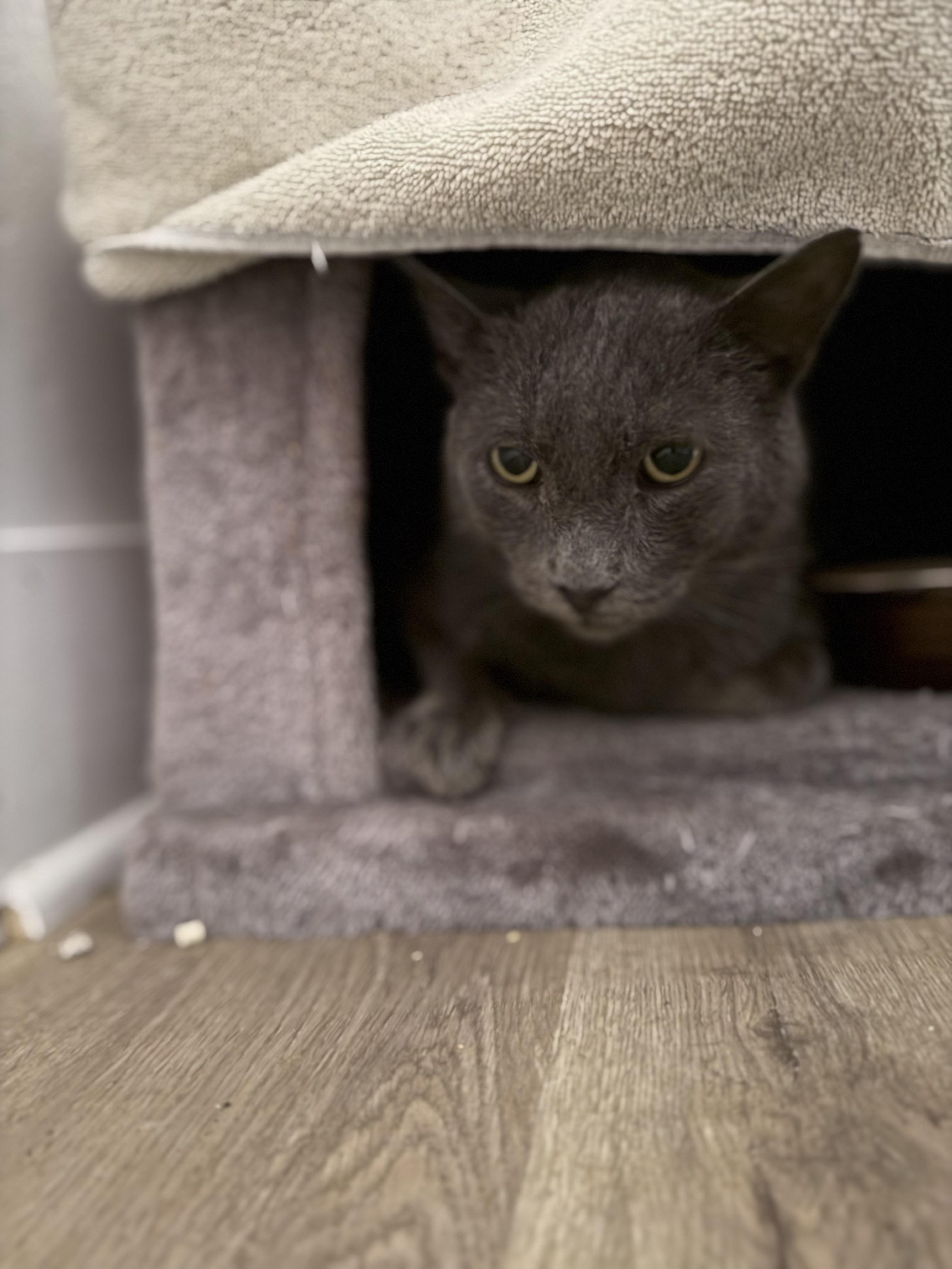 Carson “loving senior, solo cat” 2