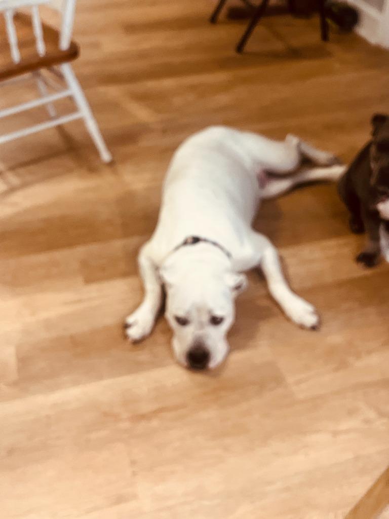 Enlarge Luna, a Adoptable American Staffordshire Terrier in Richland Hills, TX image 1/1