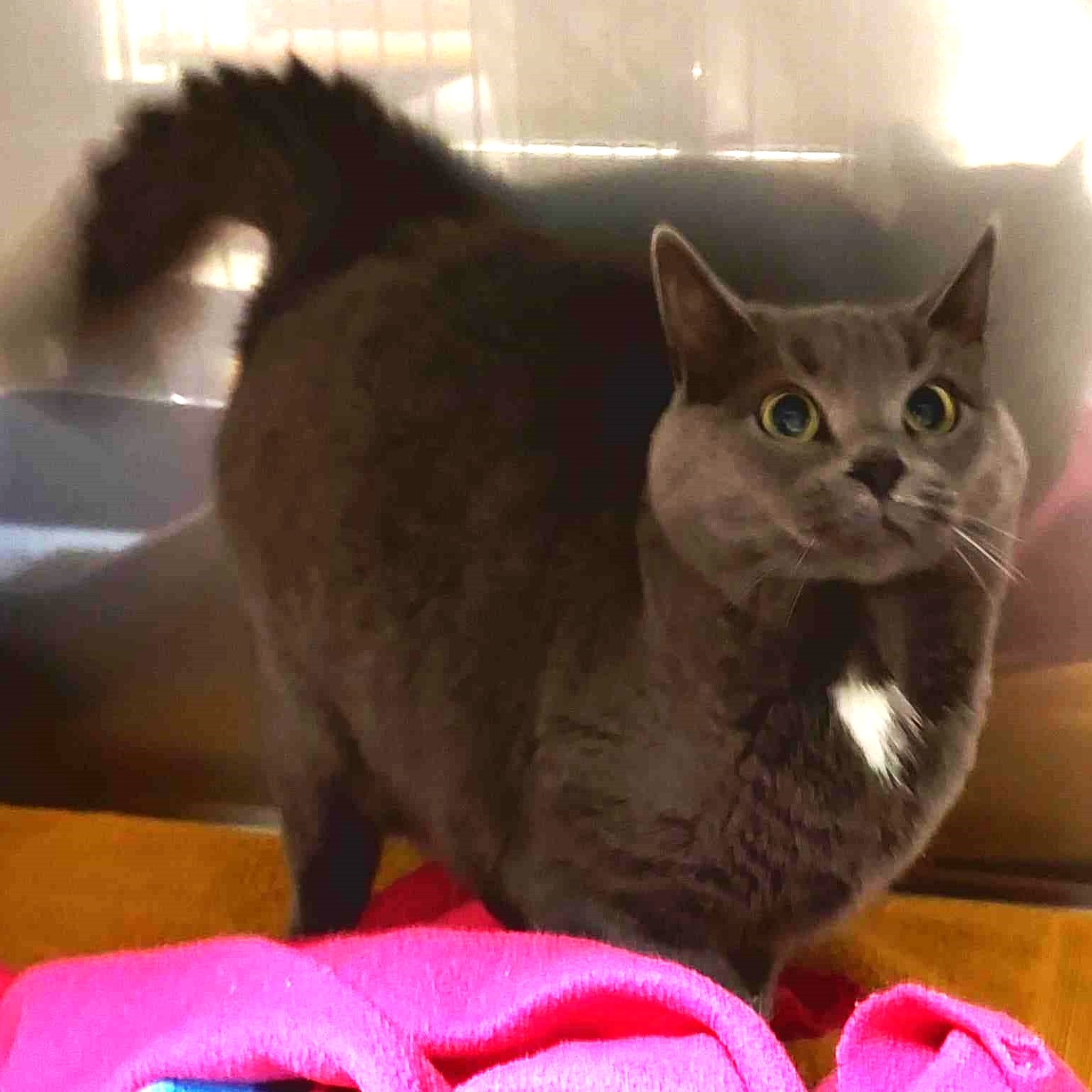 Cat for adoption Mittens, a Domestic Short Hair in Falls Creek, PA