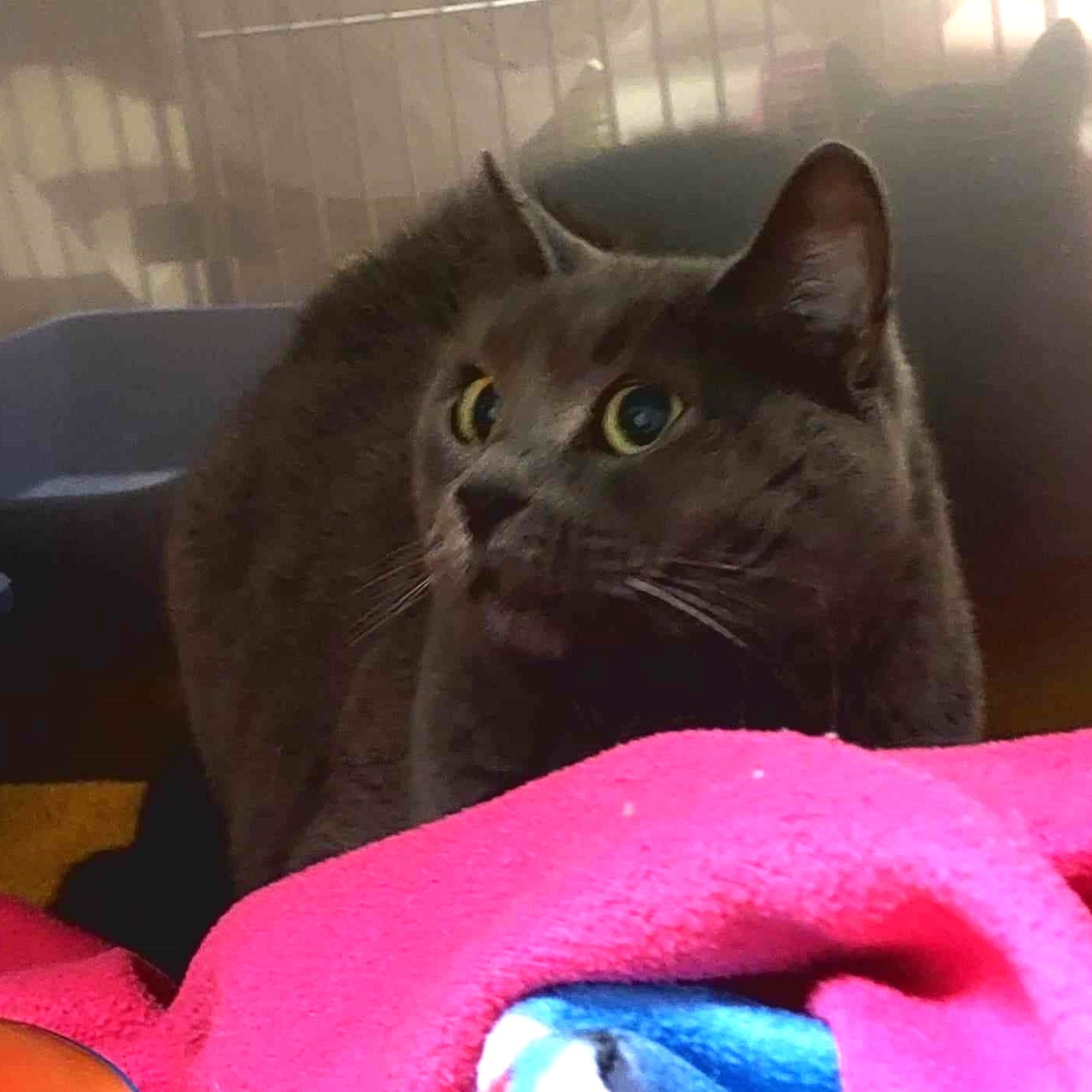 Cat for adoption Mittens, a Domestic Short Hair in Falls Creek, PA