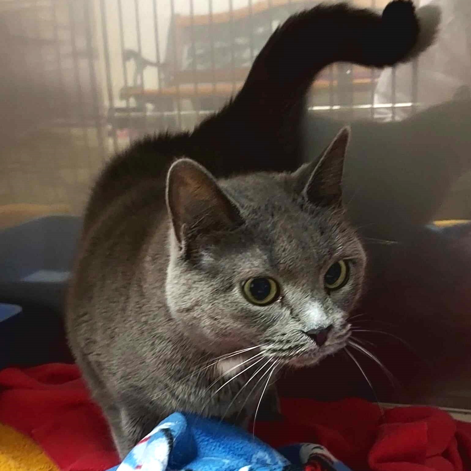 Cat for adoption Mittens, a Domestic Short Hair in Falls Creek, PA