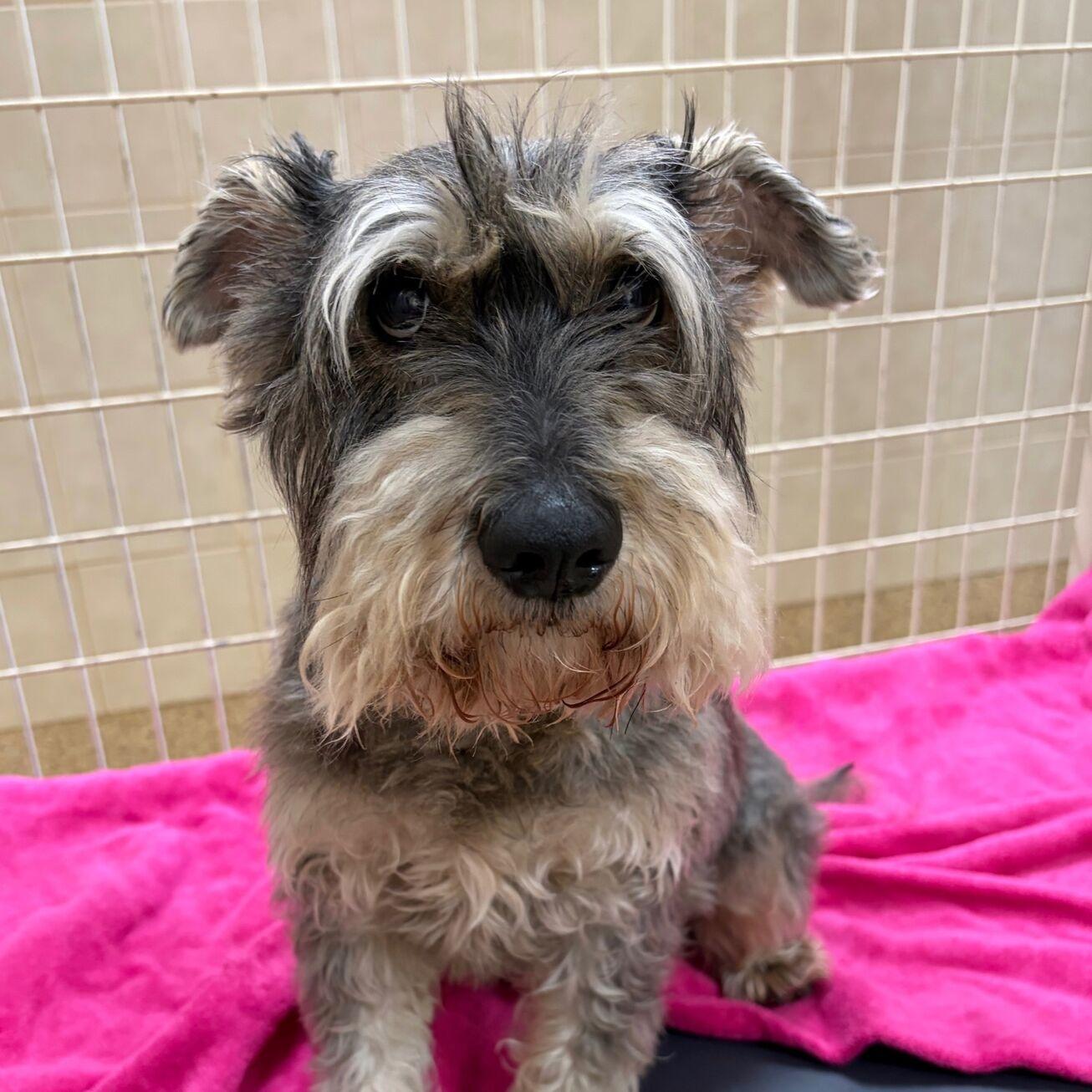 Enlarge Larry, a Adopted mixed breed in Kerrville, TX image 1/1