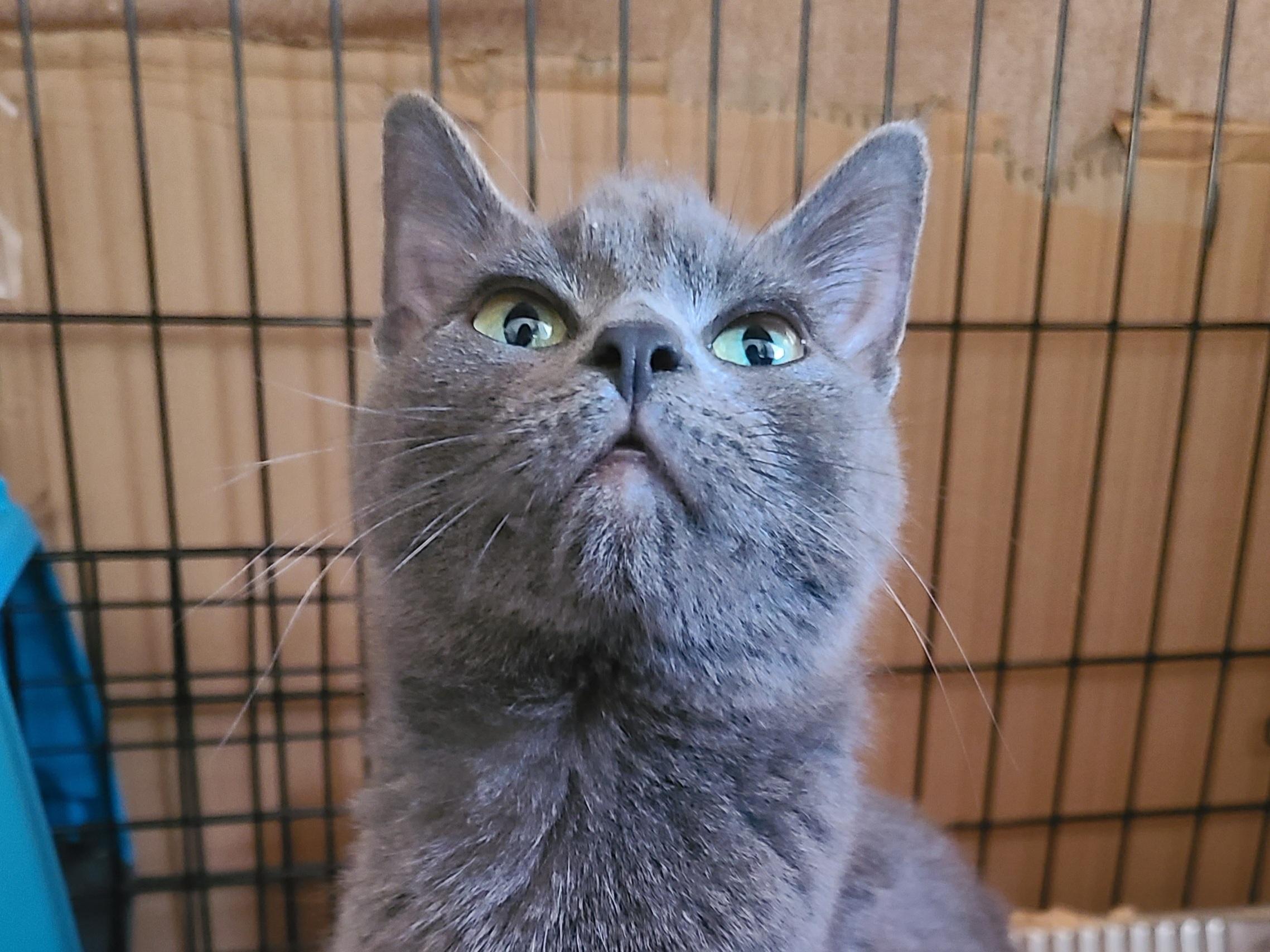 Doris, a ADOPTABLE Domestic Short Hair in Milwaukee, WI image 1/6