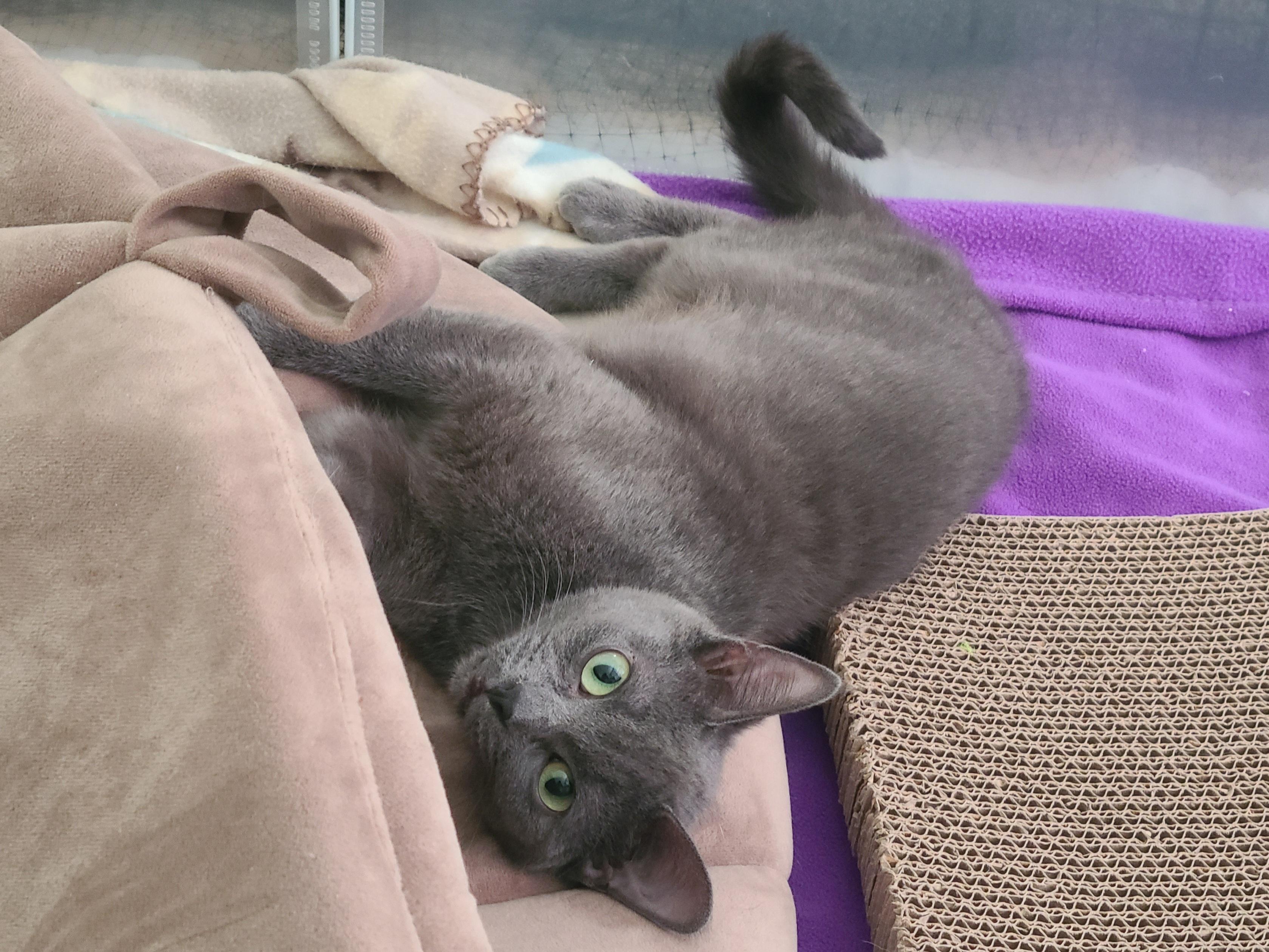 Doris, a ADOPTABLE Domestic Short Hair in Milwaukee, WI image 5/6
