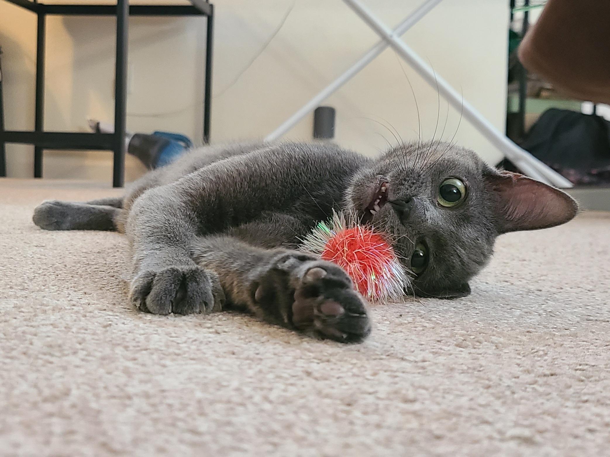 Doris, ADOPTABLE, Young Female Domestic Short Hair.