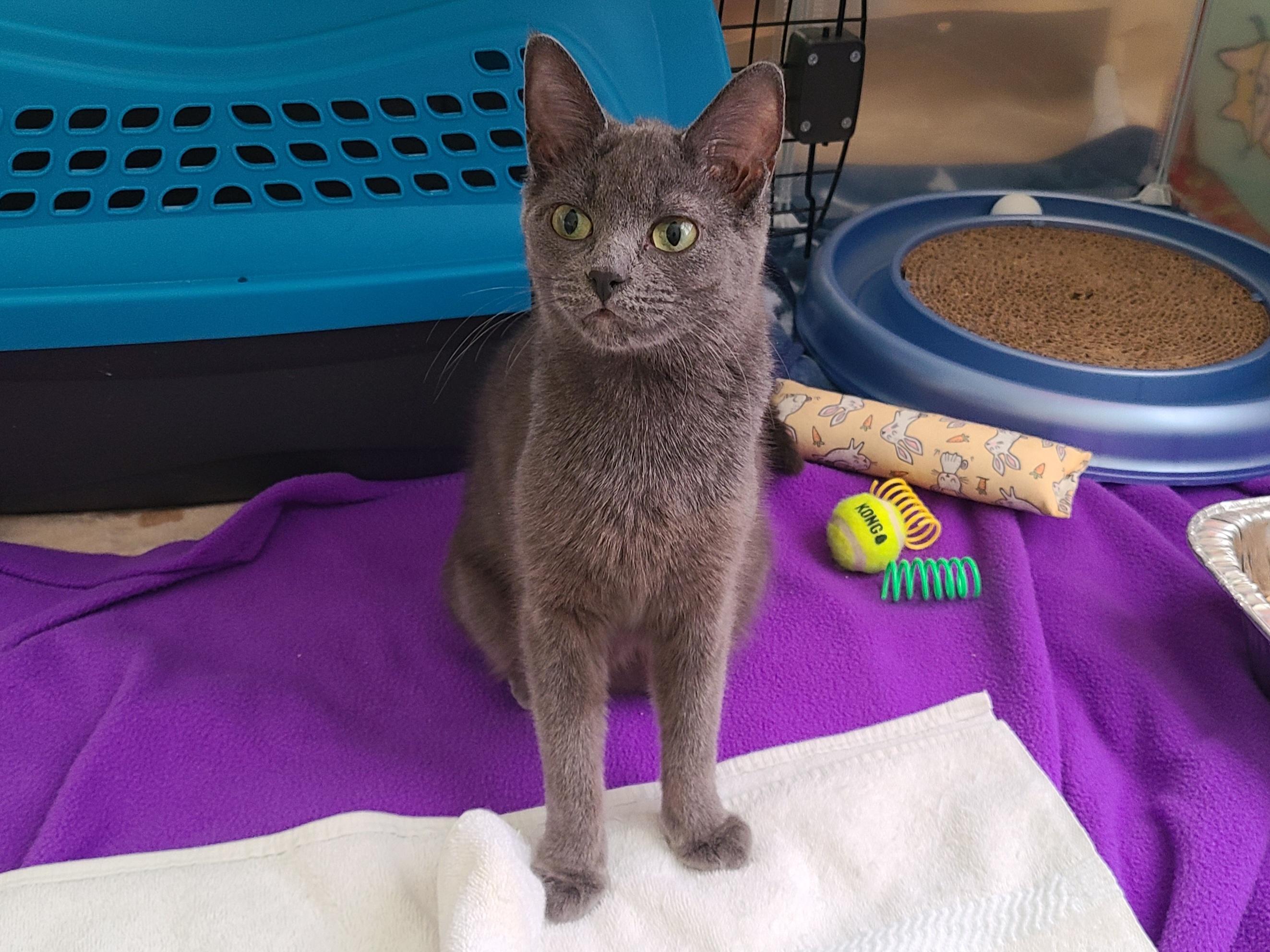 Doris, a ADOPTABLE Domestic Short Hair in Milwaukee, WI image 3/6